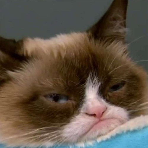 grumpy cat